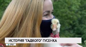 История "гадкого" гусенка