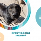 Животные под защитой