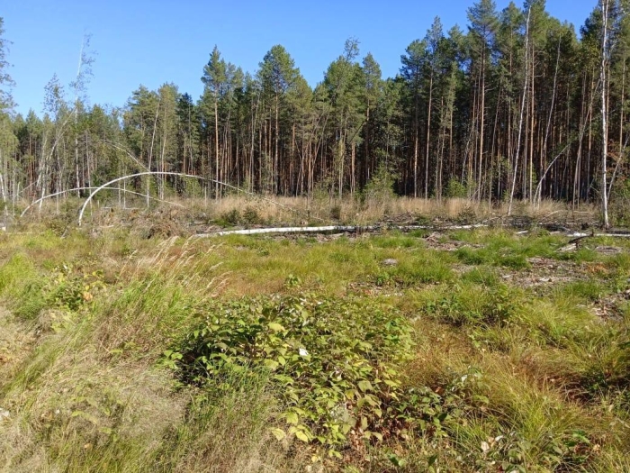 В Омской области передают в суд дело о крупной незаконной вырубке леса