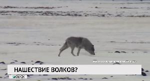 Новости "РБК-Омск" от 12.02.2020