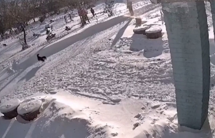 В Омске стая собак напала на школьника