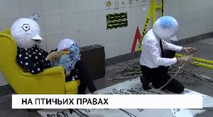 На птичьих правах