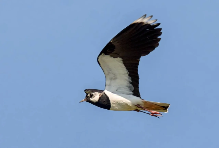 Весенний десант: в Омскую область вернулись чибисы и скрытная выпь