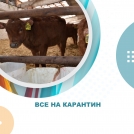 Все на карантин