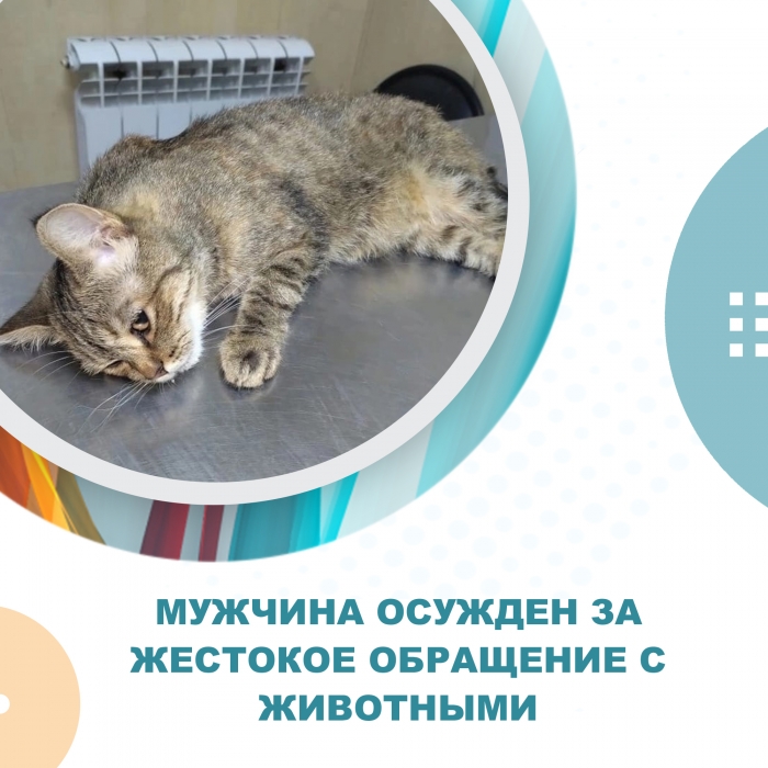 Мужчина осужден за жестокое обращение с животными