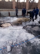 Погибла белая медведица Забава