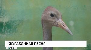 Журавлиная песня Журавлиная песня