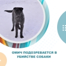Омич подозревается в убийстве собаки