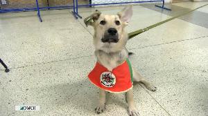 Пойдем домой