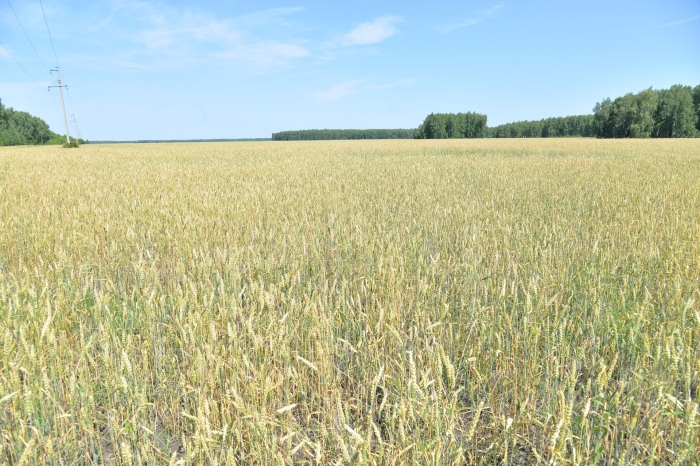 Аграрии выиграют битву за урожай