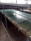 Готовь сани летом... а рассаду в январе!