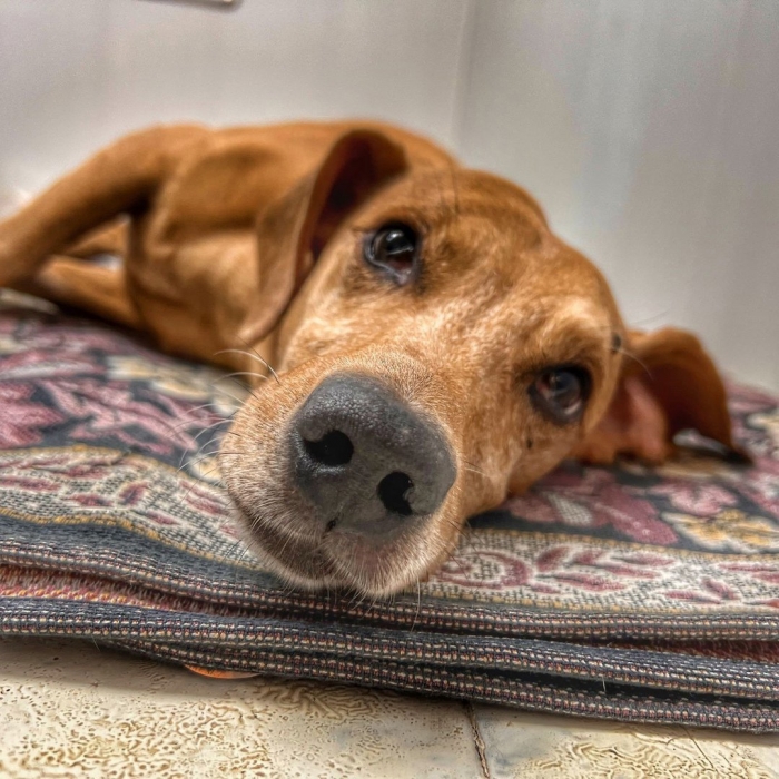 На мужчину, который избил свою собаку и оставил умирать, завели уголовное дело