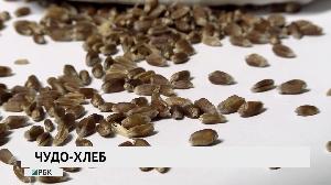 Чудо-хлеб