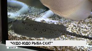 Чудо-юдо рыба-скат