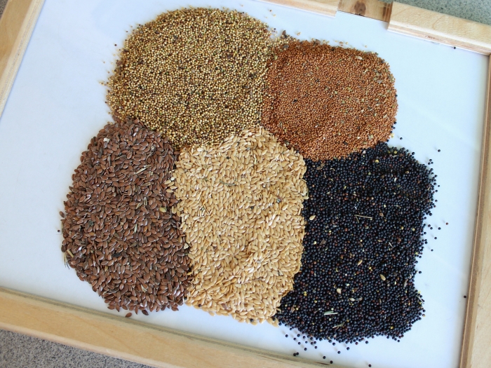 Агрономы Омского референтного центра Россельхознадзора проверили более 54 тысяч тонн семян 