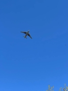 Дополнительные авиарейсы между Омском и Екатеринбургом появятся в конце мая