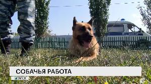 Собачья работа