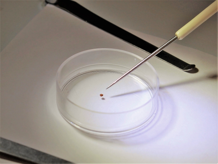 В базилике найден карантинный сорняк, поражающий сельскохозяйственные культуры