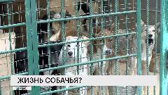 Жизнь собачья?