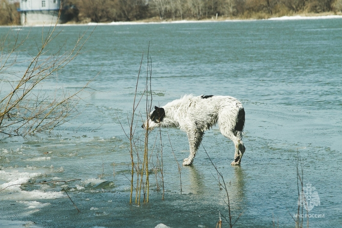 В Омске спасли собаку, застрявшую на острове посреди Иртыша