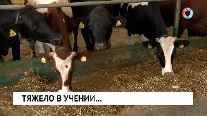 Тяжело в учении...