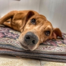 На мужчину, который избил свою собаку и оставил умирать, завели уголовное дело