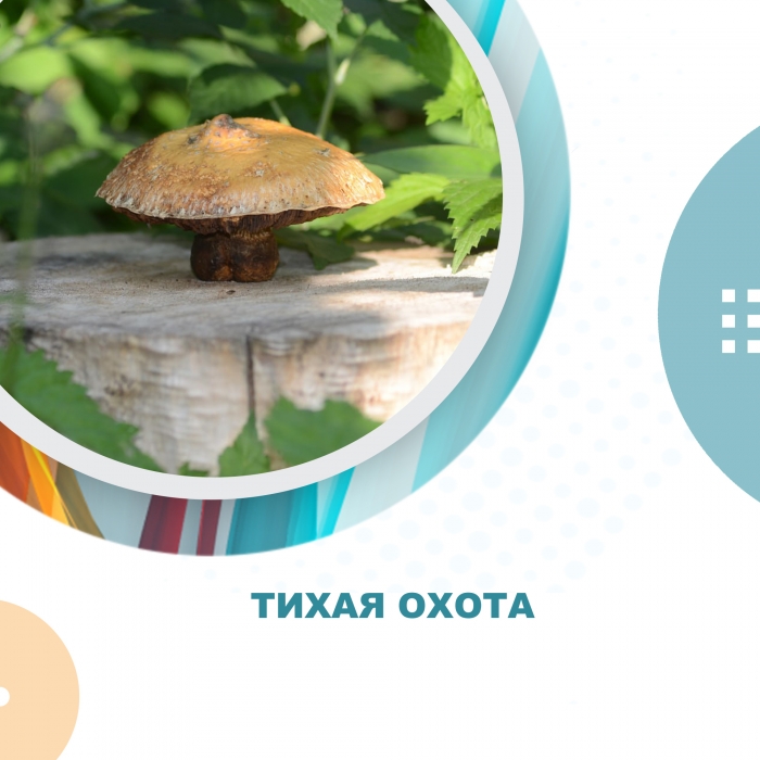 Тихая охота