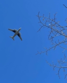 С 5 июня из Омска с запустят дополнительные рейсы в Санкт-Петербург