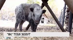 Новости «РБК-Омск» от 13.10.2020