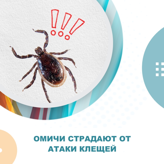 Клещи покусали уже 3307 омичей, 934 из них – дети