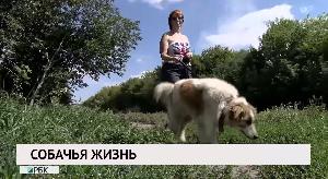 Собачья жизнь