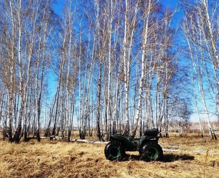 В Омской области задержали банду браконьеров, устроившую бойню лосей 