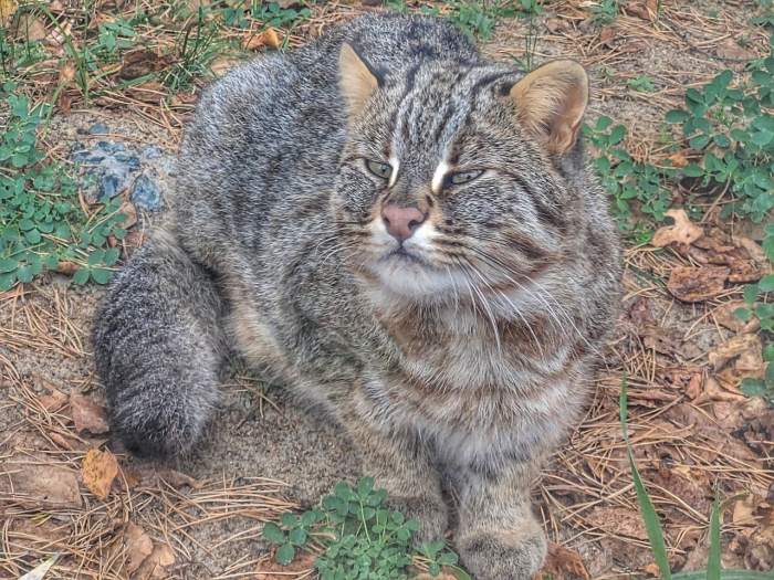 Дальневосточный кот Василий из Большереченского зоопарка обзавелся новыми соседями