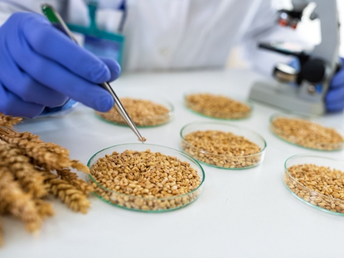 Семена 15 районов Омской области проверены на 100 %