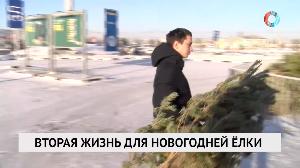 Вторая жизнь для новогодней ёлки