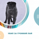 Убил за громкий лай