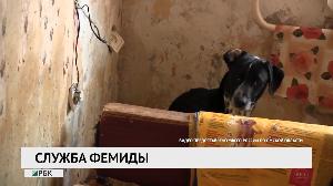 Служба Фемиде