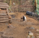 В Большереченском зоопарке очередное пополнение! В Большереченском зоопарке очередное пополнение!