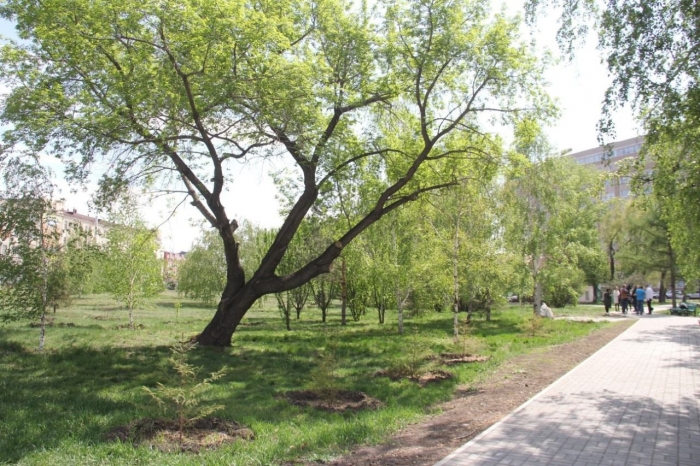 Сквер имени Алексея Казанника благоустроит тюменская компания за 27,7 млн рублей