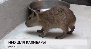 Имя для капибары