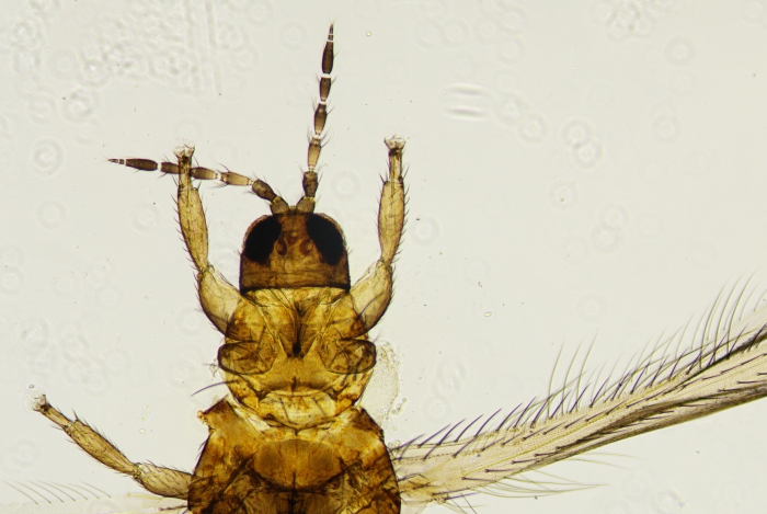 Энтомологи Омского референтного центра Россельхознадзора идентифицировали западный цветочный трипс