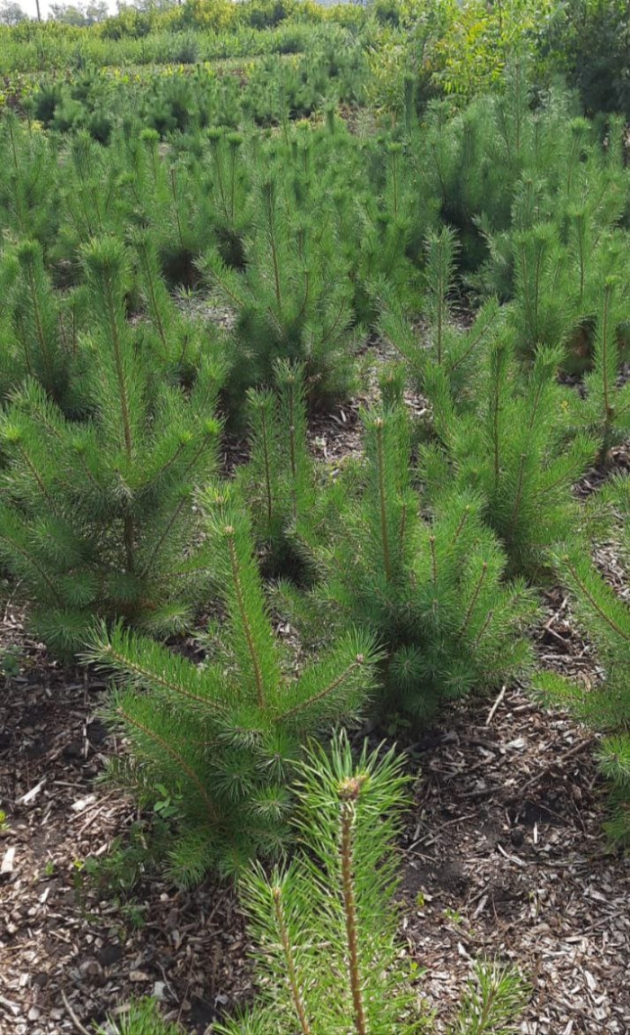 Сад в подарок омичам