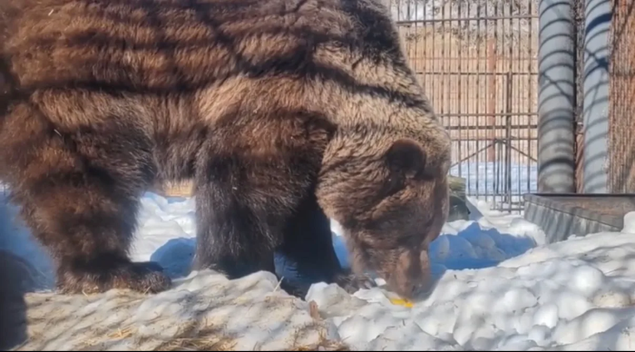 Все медведи проснулись: в Большереченском зоопарке официально началась весна