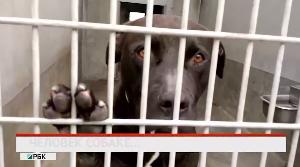 Новости «РБК-Омск» от 30.03.2020