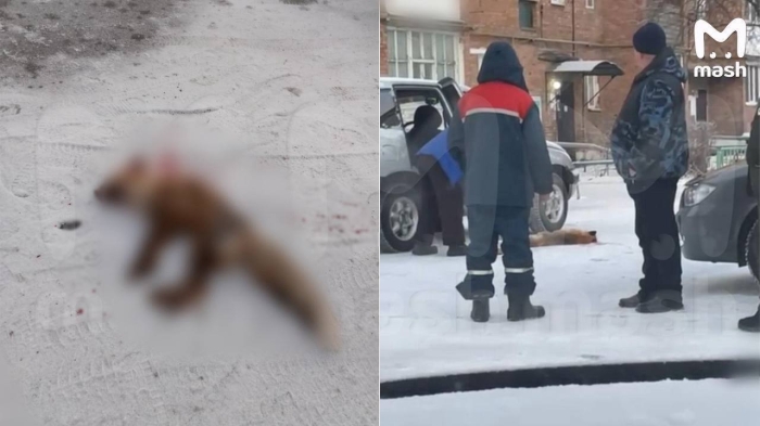 Бешеная лиса напала на девушку в Калачинске