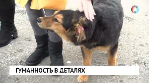 Гумманость в деталях