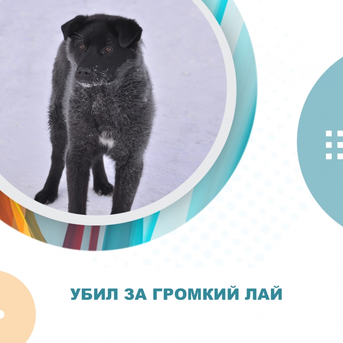 Убил за громкий лай