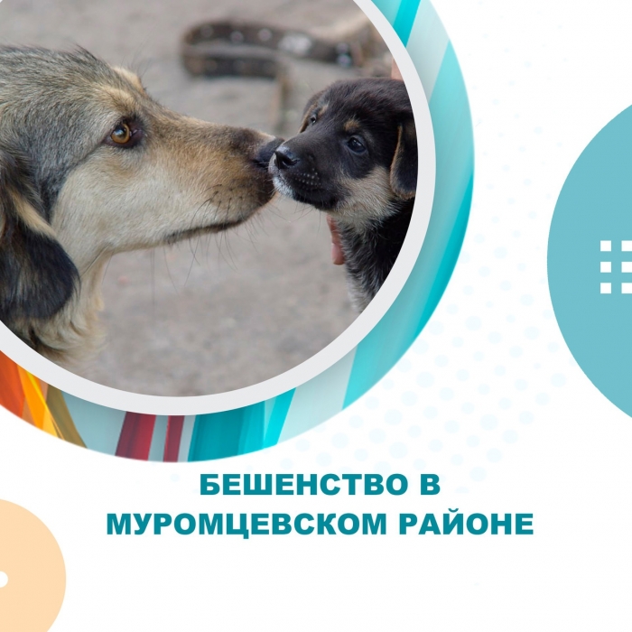 Бешенство в Муромцевском районе
