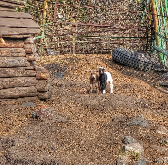 В Большереченском зоопарке очередное пополнение!