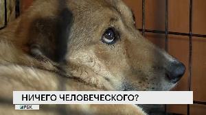 Ничего человеческого?